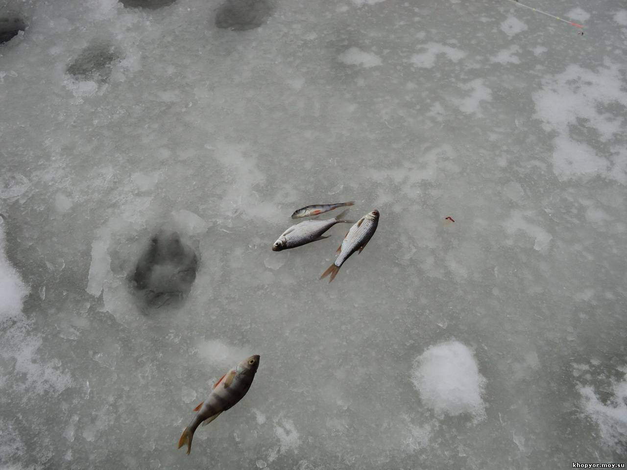 Можно ли ловить рыбу в марте